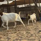 عنز بورقوت دم صافي متبع بجفره عمرها 4 شهور تقريبا