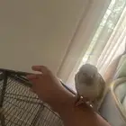 كنيور اناناس للبيع على السوم