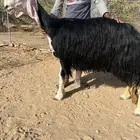 رخل خصممم ( تم البيع )