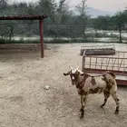 تيس عمره سته اشهر