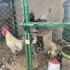 دجاج وحمام