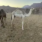 قعود للبيع