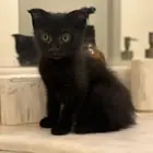 قطط للتبني