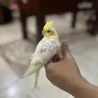 كروان لاتينو حجم سوبر عرض مدته ساعتين ب180