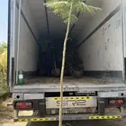 توريد جميع شتلات الظل والزينة نيم لبخ اكاسيا بونسيانا