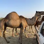 نياق جنب للبيع-القنفذة