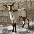 مشروع فحل العمر شهر ونص توم 2