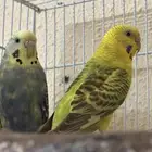 عصفورين بادجي للبيع مع قفص تم البيع
