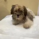 كلاب هاسكي ومالتيز