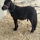 مهر سيسي طيب