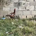 ديك باكستاني