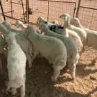 خرفان حريات