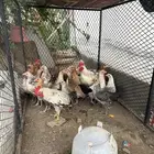 دجاج للبيع