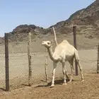 بكرا حره