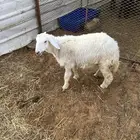 ذبايح سواكني نجد نعيم