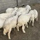 طليان ورخال
