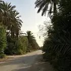 رطب للبيع