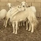 خروف فحل وتيس للبيع