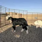 للبيع خروف