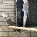 زوج كروان منتج للبيع