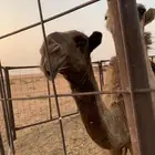 بكرة شعلا عمرها أربع شهور على بعير المواط