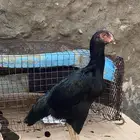 دجاجة سندي