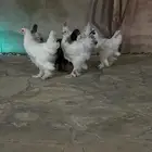 تصفيه كولومبي اصل مستوى توب