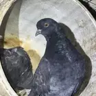 حمام بكستنائي