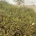 ابحث عن سكن مشترك نسائي شرق الرياض