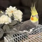 كروان الليف