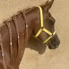 مهره شقراء مذهبه
