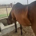 فرس