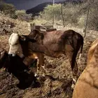 حسلان ذكور للبيع العمر سنه