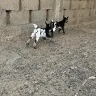 تيوس قزميه وماعز