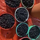 تمر حمراء