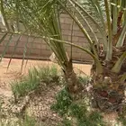 جث وغرس وتكريب النخيل والاشجار