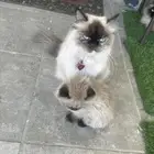 قطط هملايا للبيع 350