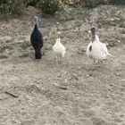 دجاج رومي