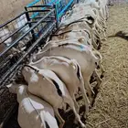 غنم بربري وتيوس وسواكن