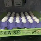 بيض دجاج بلدي