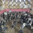 صوص دجاج فيومي شبابي