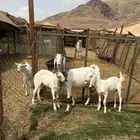 عنز يتبعها جفرتين