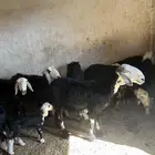 ضأن نجد ولد