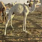 للبيع قعود