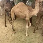 قعود للبيع