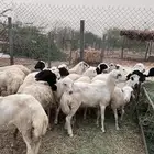 رخال رفيدي من 750
