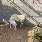 شاة حرية حرشاء صنف متبع