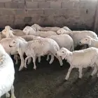 خرفان كفو نظيفة مشروطة