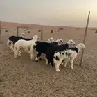 طليان نجد فواخر