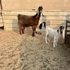 عنز رغوث للبيع